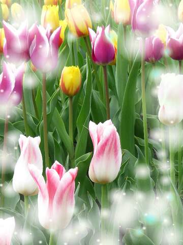 FX №263217 Che questi tulipani ti portino la pace e l`armonia nella tua vita quotidiana.