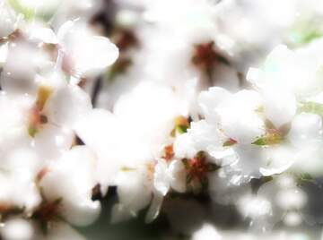 FX №263117 Дерева з білими квітами створюють надзвичайну красу...