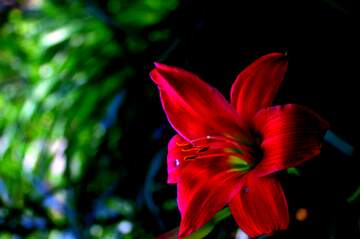 FX №263717 Flores da Amizade