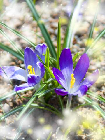 FX №263336 Flores Vibrantes