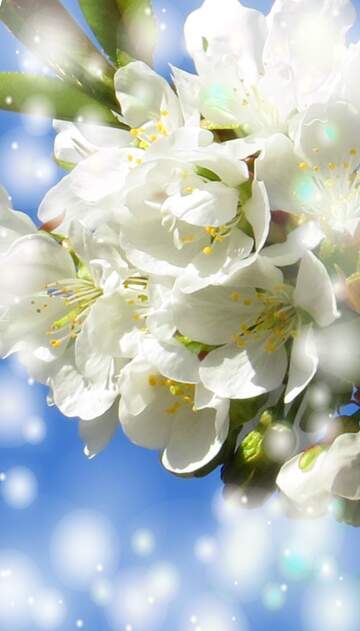 FX №263081 Гарні білі квіти на дереві весною - це символ кохання і ...