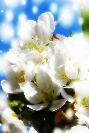 FX №263083 Гарні білі квіти на дереві весною - це свідчення того,...