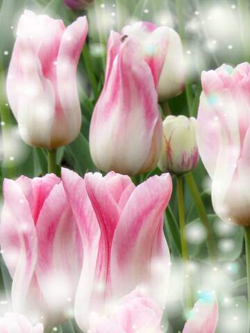 FX №263189 Il tulipano è un simbolo di amore e di fedeltà, auguri per una vita piena di amore.