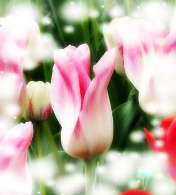 FX №263194 Il tulipano è un simbolo di fortuna, auguri per una vita fortunata.