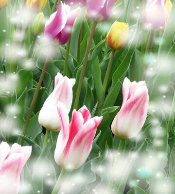 FX №263223 Il tulipano è un simbolo di gratitudine, auguri per una vita grata e apprezzativa.