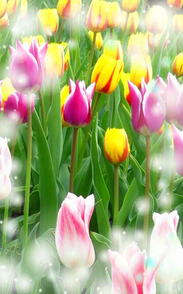 FX №263218 Il tulipano è un simbolo di lealtà, auguri per una vita leale e fedele.