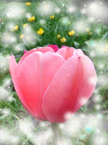 FX №263200 Il tulipano è un simbolo di perfezione, auguri per una vita perfetta.