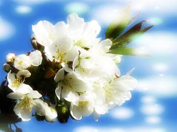 FX №263076 Коли білі квіти на дереві зацвітають, то немовби вся...