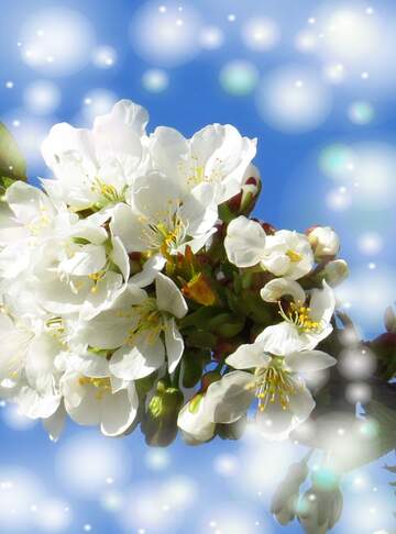 FX №263073 Коли ми дивимося на білі квіти на дереві весною, ми...