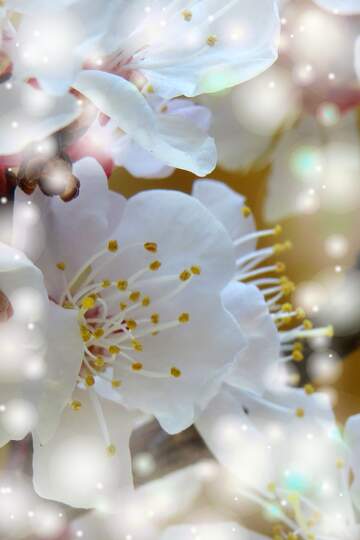 FX №263053 Краса білих квітів на деревах - це прекрасний...