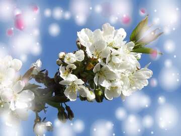 FX №263075 Краса білих квітів на дереві весною залишається в...