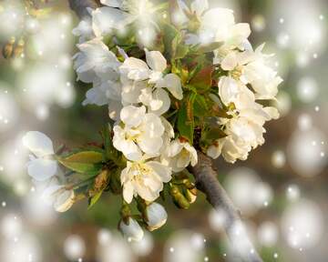 FX №263068 Квіти на деревах - символ весняної краси і оновлення.