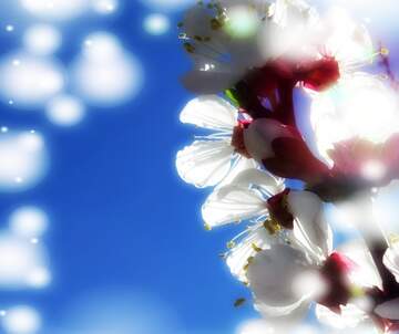 FX №263060 Квіти на деревах весною - це моменти ніжності і краси.