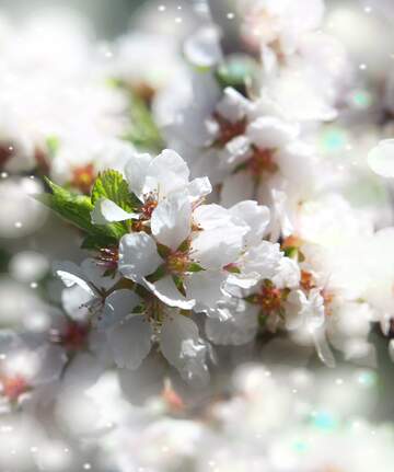 FX №263114 Квітуче дерево з білими квітами може створювати...