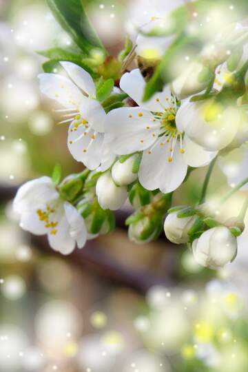 FX №263025 Квітучі дерева - це як привітання від природи, яке...