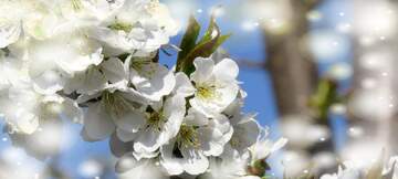 FX №263001 Квітучі дерева - це як символ надії та перспективи, які ...