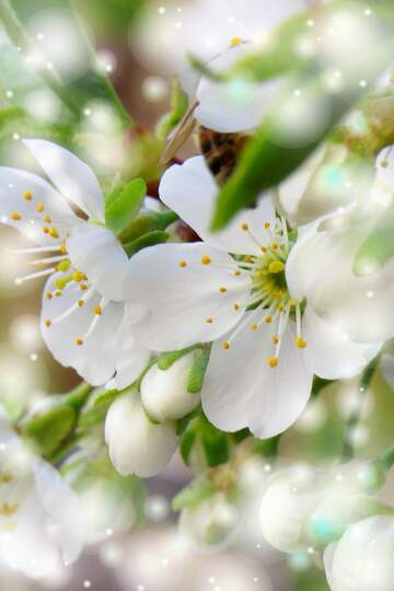 FX №263023 Квітучі дерева - це як символ вічної краси, яка...