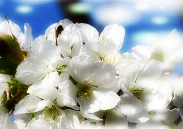 FX №263036 Квітучі дерева - це прикраса нашого життя, яка додає...