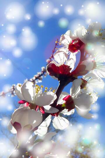 FX №263061 Квітучі дерева з білими квітами - одне з найкрасивіших ...