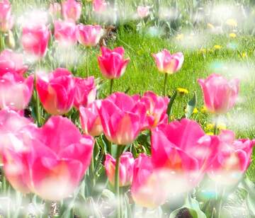FX №263205 La bellezza dei tulipani è un richiamo alla bellezza della vita, auguri per una vita piena di...