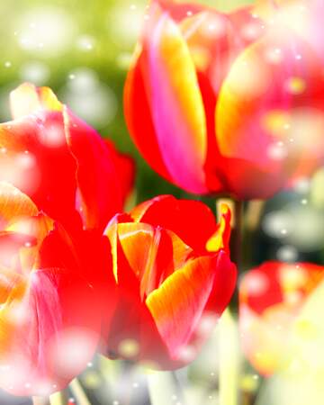 FX №263216 La bellezza dei tulipani è un richiamo alla bellezza della vita, auguri per una vita piena di...