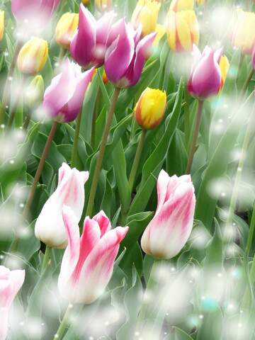 FX №263221 La bellezza dei tulipani è un richiamo alla bellezza della vita, goditi ogni istante della tua...