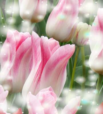 FX №263197 La bellezza dei tulipani è un richiamo alla semplicità della vita, goditela al massimo.
