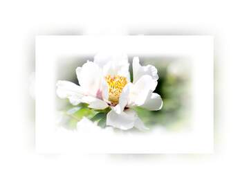FX №263399 La sencillez de la belleza natural: flores que nos cautivan