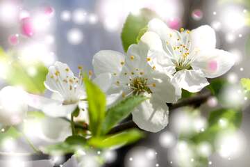 FX №263111 Неймовірна краса весняної природи - гарні білі квіти...