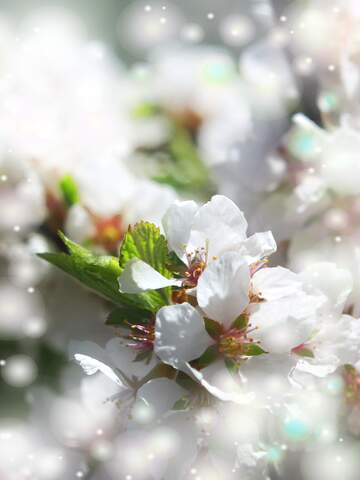 FX №263113 Прекрасна картина весняної природи - гарні білі квіти...