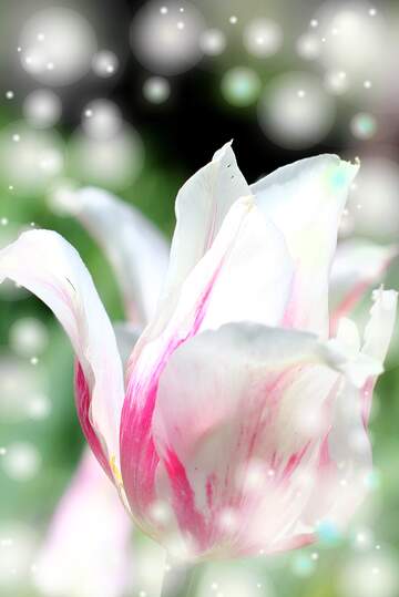 FX №263173 Questi tulipani ti augurano un giorno pieno di colori e sorrisi.