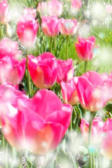 FX №263208 Questi tulipani ti portano la sincerità e la verità nel tuo cuore, auguri per una vita autentica.