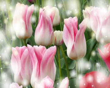 FX №263195 Questi tulipani ti portano l`energia della vita e la bellezza della natura.
