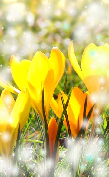 FX №263551 Сонячні квіти весни