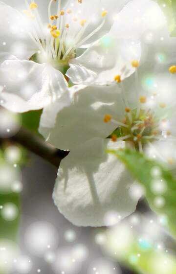FX №263109 Справжній символ весни - гарні білі квіти на дереві.