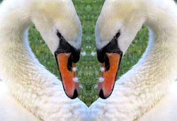 FX №263167 swan heart