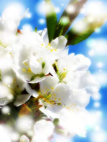 FX №263099 Весна - час народження нового життя. Гарні білі квіти...