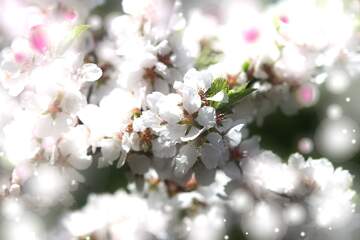 FX №263123 Весна - це пора, коли можна насолоджуватися запахом...