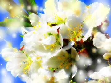 FX №263052 Весна настала, і з нею прийшли білі квіти на деревах,...