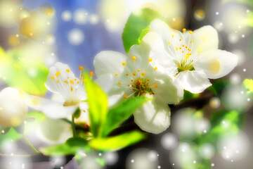 FX №263112 Весна прийшла! Гарні білі квіти розквітають на дереві.