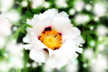 FX №263389 White nature flower background