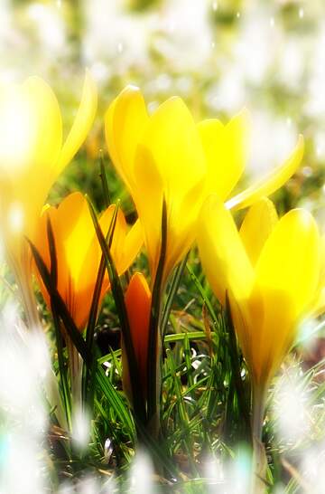 FX №263548 Жовті квіти, що світяться на сонці