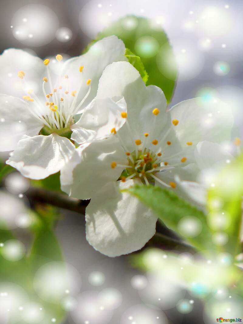 Як чудово, коли весняна природа оживає красою білих квітів на дереві. №39759