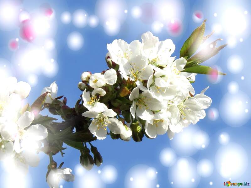 Ці білі квіти на дереві весною нагадують про чистоту кохання, яке розквітає і росте, як дерево, щоразу, коли ми віддаємо йому наш час і увагу. №24424