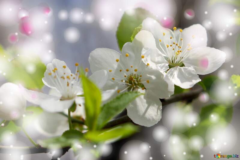 Яскравий приклад весняної краси - гарні білі квіти на дереві. №39759