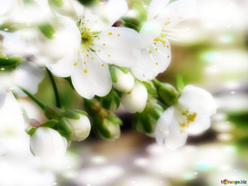 Білі квіти на деревах - це як холодний душ, який освіжає та оновлює наші думки. №23947