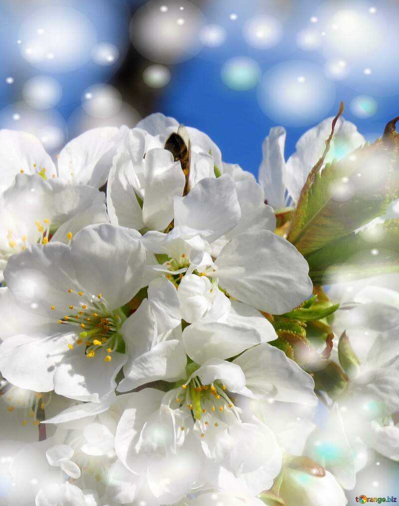 Білі квіти на деревах - це як приголомшлива краса, що залишається в нашій пам`яті на довго. №24469