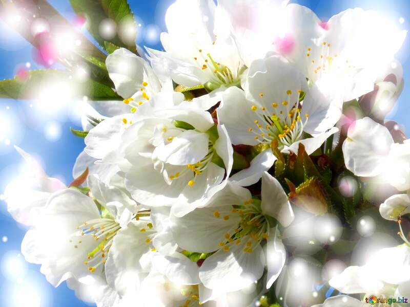 Білі квіти на деревах - це як промінь світла в похмурому дні. №24410