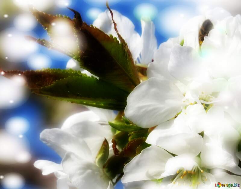 Білі квіти на деревах - це як світло в темряві, що розсіюється наші сумні думки. №24469