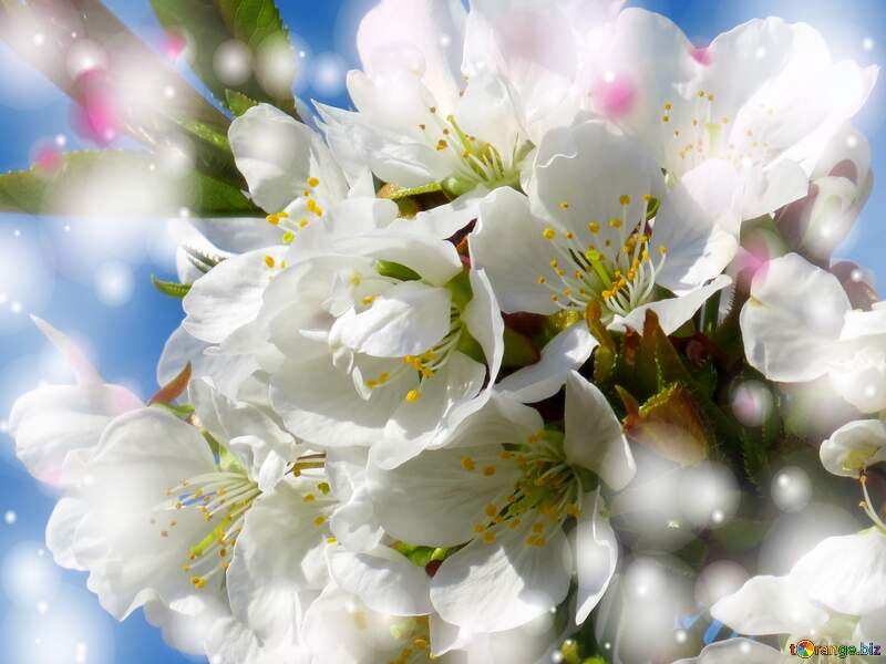 Білі квіти на деревах - це краса, яка здатна здивувати і вразити нас. №24410